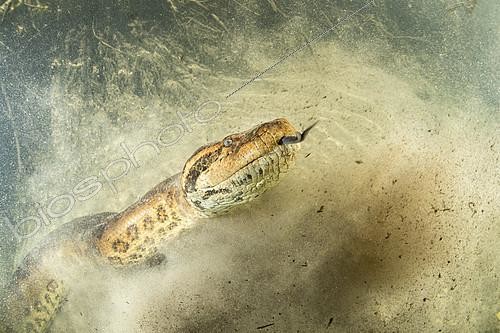 Biosphoto | 2404872 | Green anaconda, (Eunectes murinus), the largest snake in the world, female can reach impressive proportions; over 6 m in length, 30 cm in diameter and more than 200 kg. Formoso River, Bonito, Mato Grosso do Sul, Brazil. 1st place, jury price, Montier en der festival 2018. | &copy; Franco Banfi / Biosphoto