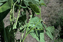 Biosphoto | 2609805 | Green bean (Phaseolus vulgaris) affected by anthracnose. | &copy; Dominique Halleux / Biosphoto