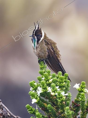 Biosphoto | 2608862 | Green-bearded Helmetcrest (Oxypogon guerinii), male perched on heath, Cundinamarca, Colombia | © Ignacio Yufera / Biosphoto