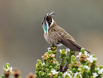 Biosphoto | 2608863 | Green-bearded Helmetcrest (Oxypogon guerinii), male calling perched on heath , Colombia | &copy; Ignacio Yufera / Biosphoto