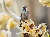Biosphoto | 2608864 | Green-bearded Helmetcrest (Oxypogon guerinii), male perched on frailejón flowers, Cundinamarca, Colombia | &copy; Ignacio Yufera / Biosphoto