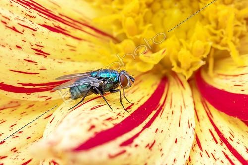 Biosphoto | 2564701 | Green bottle fly (Lucilia sp.) female on Dahlia flower, Cotes-d'Armor, France | &copy; Marie Aymerez / Biosphoto