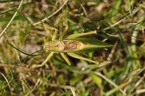 Biosphoto | 1254403 | Green Bush cricket on grassBallons Comtois NR Vosges France | &copy; Denis Bringard / Biosphoto