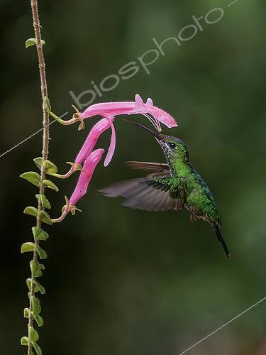 Biosphoto | 2608866 | Green-crowned Brilliant (Heliodoxa jacula), female, feeding and pollinating Columnea chiriquensis flower, Chiriqui Highlands, Panama | © Ignacio Yufera / Biosphoto