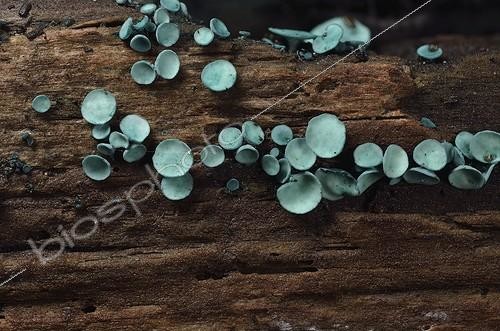 Biosphoto | 1859355 | Green Elfcup (Chlorociboria aeruginascens) on wood France | &copy; Jean-Yves Grospas / Biosphoto