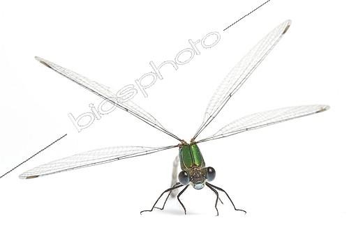 Biosphoto | 1756141 | Green Emerald Damselfly face on white background | &copy; Michel Gunther / Biosphoto
