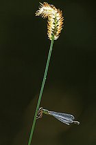 Biosphoto | 2576642 | Green emerald damselfly (Lestes viridis) against the light, clinging to a grass stem, in a wet meadow of the ried blond, along the Rhine, in the Rhine forest of La Wantzenau in late summer, northeast of the Réserve Naturelle Nationale de la Robertsau et de la Wantzenau. Alsace, France | &copy; Yves Noto Campanella / Biosphoto