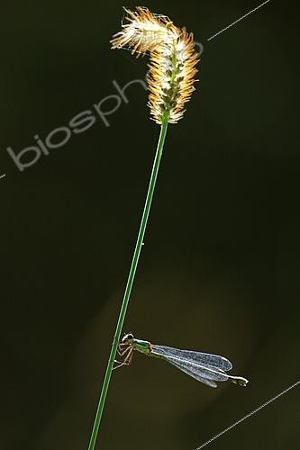 Biosphoto | 2576642 | Green emerald damselfly (Lestes viridis) against the light, clinging to a grass stem, in a wet meadow of the ried blond, along the Rhine, in the Rhine forest of La Wantzenau in late summer, northeast of the Réserve Naturelle Nationale de la Robertsau et de la Wantzenau. Alsace, France | &copy; Yves Noto Campanella / Biosphoto