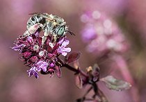 Biosphoto | 2453744 | Green-eyed Flower Bee (Anthophora bimaculata) female on thyme flower, Vosges du Nord Regional Nature Park, France | &copy; Michel Rauch / Biosphoto