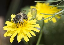 Biosphoto | 2419805 | Green-eyed Flower Bee (Anthophora bimaculata) on Hawk Beard (Crepis sp), Regional Natural Park of Northern Vosges, France | &copy; Michel Rauch / Biosphoto