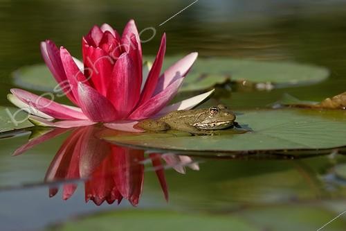 Biosphoto | 79883 | Green frog and Provence Water lily [AT] ; pond of garden [AT] | &copy; Pierre Huguet-Dubief / Biosphoto