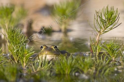 Biosphoto | 113465 | Green frog France ; pond of garden | &copy; Pierre Huguet-Dubief / Biosphoto
