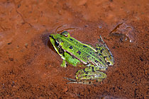 Biosphoto | 2629074 | Green frog (Pelophylax kl esculentus) on red clay in a pond, La Perche pond, Lake Madine, Lorraine, France. | &copy; Stéphane Vitzthum / Biosphoto