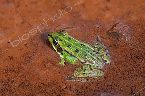 Biosphoto | 2629074 | Green frog (Pelophylax kl esculentus) on red clay in a pond, La Perche pond, Lake Madine, Lorraine, France. | &copy; Stéphane Vitzthum / Biosphoto