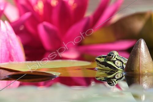 Biosphoto | 2406453 | Green frog (Rana esculenta X lessonae) Green frog head among red water lilies | &copy; Bruno Cavignaux / Biosphoto