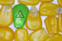Biosphoto | 1489669 | Green grain of maize with biohazard sign, symbolic photo of transgenic maize | &copy; Christian Ohde / imageBROKER / Biosphoto