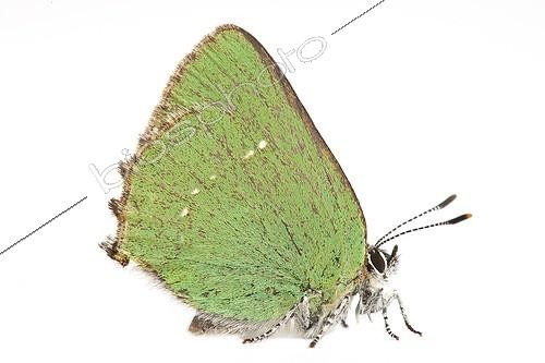Biosphoto | 1651370 | Green Hairstreak profile on white background | &copy; Michel Gunther / Biosphoto
