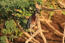 Biosphoto | 2395099 | Green Heron (Butorides virescens) on a branch, Costa Rica | &copy; Jean-François Noblet / Biosphoto