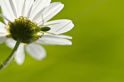 Biosphoto | 2027412 | Green Huntsman Spider lurking in a Daisy - Burgundy France | &copy; Anne Claire Monna / Biosphoto