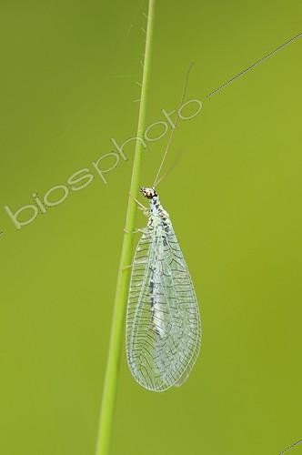 Biosphoto | 1900754 | Green Lacewing on a stem in a bog Vosges France | &copy; Stéphane Vitzthum / Biosphoto