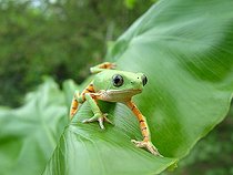 Biosphoto | 1166932 | Green monkey tree frog (Phyllomedusa hypochondrialis azurea) crawling on banana a leaf, Gran Chaco, Paraguay | &copy; Thomas Vinke / imageBROKER / Biosphoto