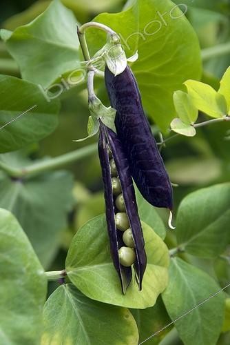 Biosphoto | 1795494 | Green pea 'Violette' in a garden | &copy; DIGIT images / Biosphoto