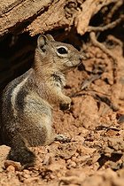 Biosphoto | 1249026 | Green River Basin Golden-mantled Ground Squirrel USA | &copy; Jean-François Noblet / Biosphoto