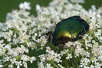 Biosphoto | 1459839 | Green Rose Chafer (Cetonia aurata), Angerberg, Tirol, Austria, Europe | &copy; Reinhard Hoelzl / imageBROKER / Biosphoto
