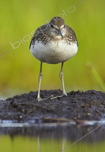 Biosphoto | 1934648 | Green Sandpiper posing on mudflat - Finland  | &copy; Niko Pekonen / Biosphoto
