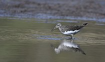 Biosphoto | 2122743 | Green Sandpiper (Tringa ochropus) in water, Regional Natural Park of the Vosges du Nord, France | &copy; Michel Rauch / Biosphoto