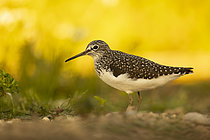 Biosphoto | 2609044 | Green sandpiper (Tringa ochropus) on the ground, Pyrenees, Spain | &copy; Guy Van Langenhove / Biosphoto