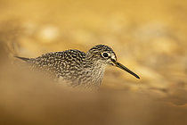Biosphoto | 2609048 | Green sandpiper (Tringa ochropus) on the ground, Pyrenees, Spain | &copy; Guy Van Langenhove / Biosphoto