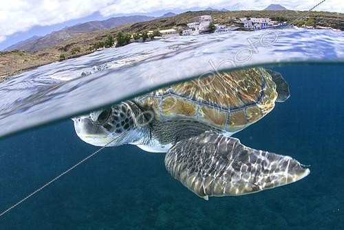 Biosphoto | 2131102 | Green sea turtle (Chelonia mydas) swimming under the surface of the ocean. Coast de Adeje, Tenerife. Canary Islands | &copy; Sergio Hanquet / Biosphoto