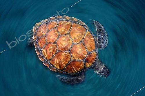 Biosphoto | 2009888 | Green sea turtle on the surface - Canary islands | &copy; Sergi Garcia Fernandez / Biosphoto