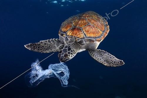 Biosphoto | 2009887 | Green sea turtle trying to eat a plastic bag. It looks like a jellyfish. Shot made between 3 and 4 metres deep. | &copy; Sergi Garcia Fernandez / Biosphoto
