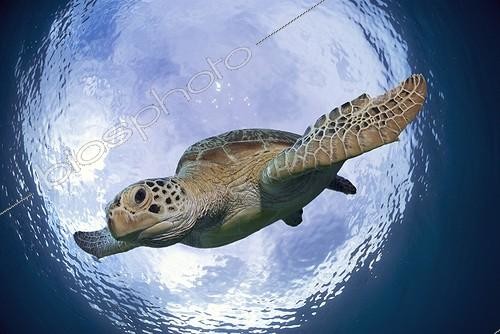 Biosphoto | 2009469 | Green Sea Turtle while descending - Philippines | &copy; Gerald Nowak / imageBROKER / Biosphoto