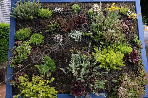 Biosphoto | 2590846 | Green setting, decoration, park, Val d'Ajol, Vosges, France | &copy; Denis Bringard / Biosphoto