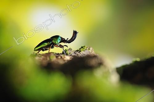 Biosphoto | 1994275 | Green stag beetle in a sunbeam  | &copy; Robin Fourré / Biosphoto