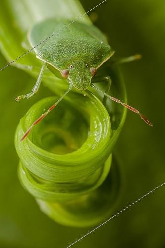Biosphoto | 1852069 | Green stink bug on a vegetal maelstrom France | &copy; Olivier Miniato / Biosphoto