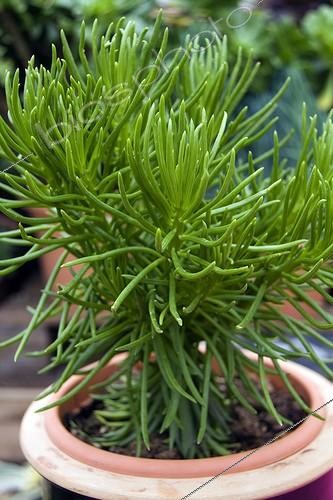 Biosphoto | 1282829 | Green succulent Senecio 'Himalaya' | &copy; Lamontagne / Biosphoto
