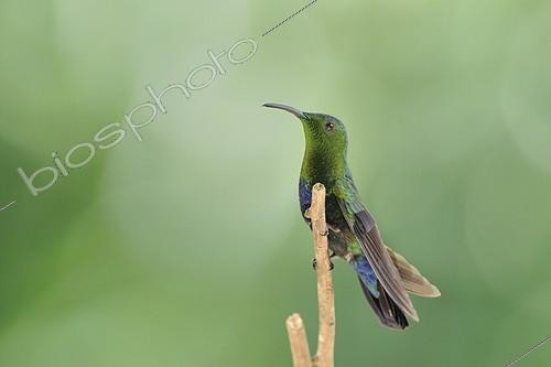 Biosphoto | 754311 | Green-throated Carib Martinique | &copy; Claude Balcaen / Biosphoto