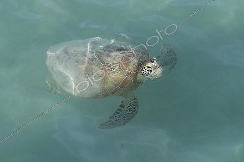 Biosphoto | 1132991 | Green Turtle Bay Sandalwood in New Caledonia | &copy; Jean-Philippe Vantighem / Biosphoto