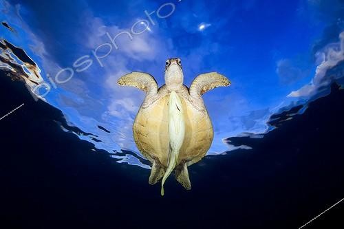 Biosphoto | 2091162 | Green turtle (Chelonia mydas) and Remora swimming under the surface at dusk, Indian Ocean, N'Gouja Bay, Mayotte Highly commanded UPY 2016 | &copy; Gabriel Barathieu / Biosphoto