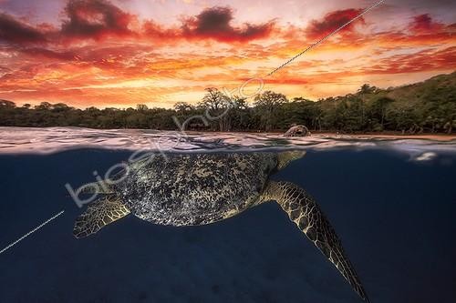 Biosphoto | 2091150 | Green turtle (Chelonia mydas) swimming at the surface at dusk, Indian Ocean, N'Gouja Bay, Mayotte | &copy; Gabriel Barathieu / Biosphoto