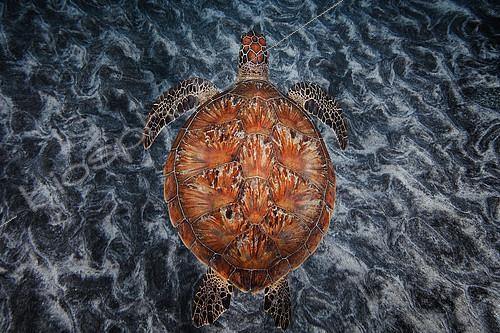 Biosphoto | 2091111 | Green turtle (Chelonia mydas) swimming over the bottom, Indian Ocean, Reunion | &copy; Gabriel Barathieu / Biosphoto