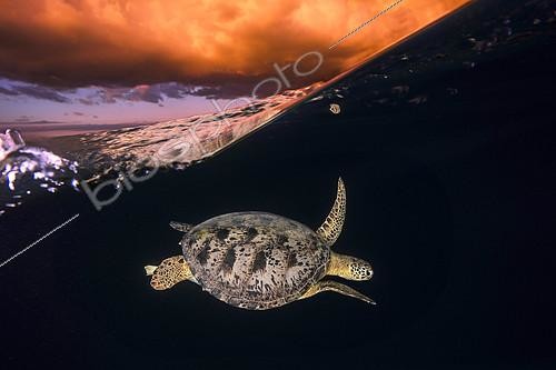 Biosphoto | 2138221 | Green turtle (Chelonia mydas) under the surface at sunset, Mayotte | &copy; Gabriel Barathieu / Biosphoto