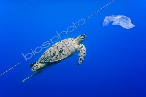 Biosphoto | 740721 | Green turtle swimming towards a plastic bag Comoros | &copy; Pierre Huguet-Dubief / Biosphoto