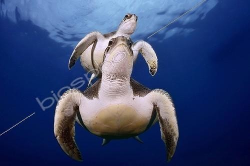 Biosphoto | 2047568 | Green turtles couple synchronised swimming - Tenerife Canary | &copy; Sergi Garcia Fernandez / Biosphoto