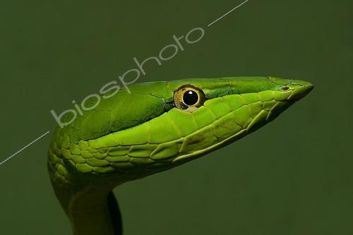 Biosphoto | 2404436 | Green Vine Snake (Oxybelis fulgidus) head portrait, Costa Rica | &copy; Greg Basco / BIA / Biosphoto