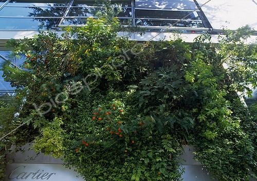 Biosphoto | 997384 | Green wall at the Fondation Cartier in Paris France ; Created: Patrick Blanc | &copy; Gilles Le Scanff & Joëlle-Caroline Mayer / Biosphoto